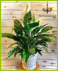 Elegant Peace Lily Plant From The Flower Loft, your florist in Wilmington, IL